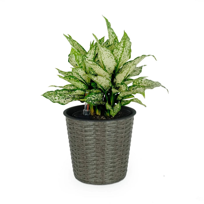 10.2' Self-watering Wicker Decor Planter for Indoor and Outdoor - Round - Grey Default -DTYStore