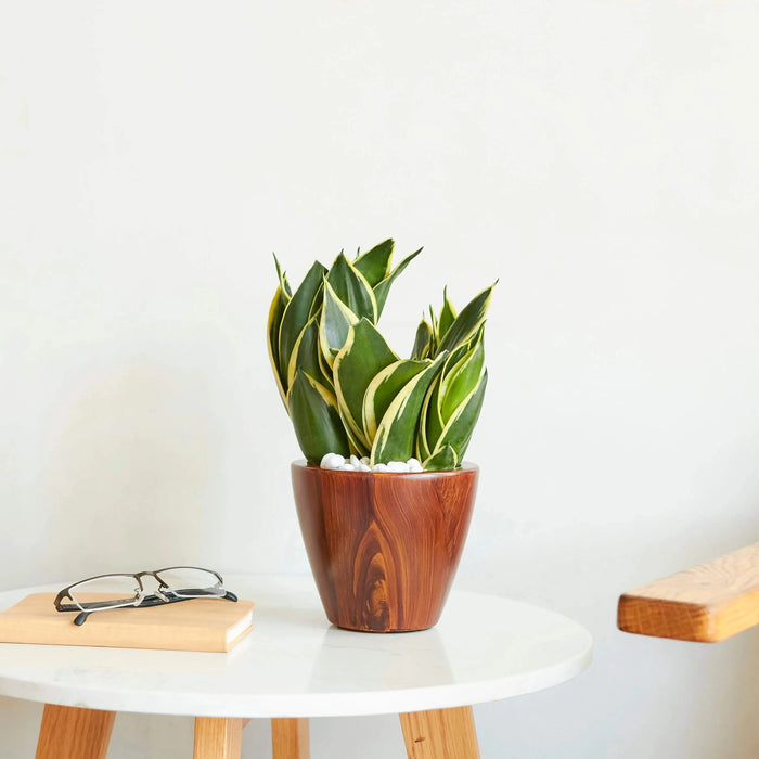 2-Pack 10 in.Dark Wood Plastic Self-watering Planter Pot Default -DTYStore