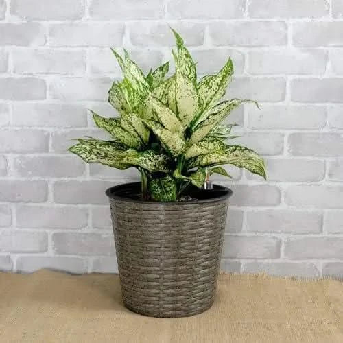 2-Pack Catleza Self-watering Wicker Decor Planter for Indoor and Outdoor - Round Gray -DTYStore