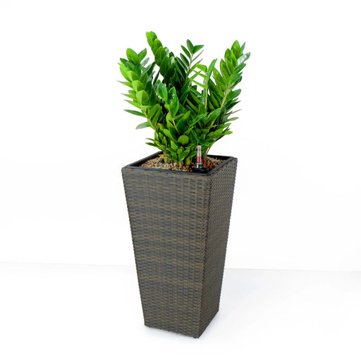2-Pack Self-watering Planter - Hand Woven Wicker - Square - Expresso Default -DTYStore