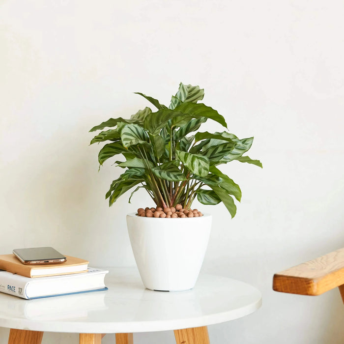 2-Pack Smart Self-watering Planter Pot for Indoor and Outdoor - White - Round Cone Default -DTYStore