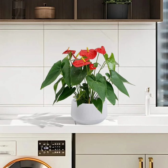 2 Pieces Ceramic Flowerpot, Modern Planter for Patio, Garden or Windowsills - Gloss White Default -DTYStore