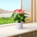 2 Pieces Ceramic Planter Pot, Modern Indoor Outdoor Flowerpot for Patio, Garden, or Windowsills - Gloss White - DTY Store