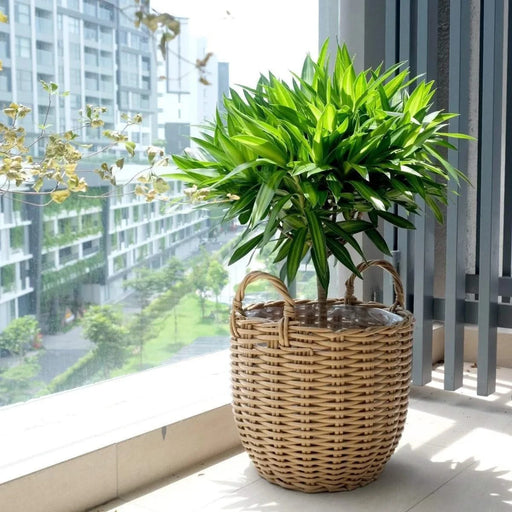 3-Pack Catleza Wicker Multi-purposes Basket with handler - Planter basket Espresso -DTYStore