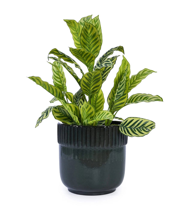 3 Pieces Ceramic Flowerpot, Modern Planter for Patio, Garden or Windowsills - Antique Black Default -DTYStore