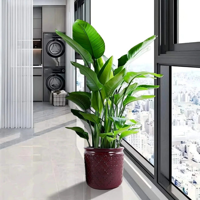 3 Pieces Ceramic Flowerpot, Modern Planter for Patio, Garden or Windowsills - Bean Paste Red Default -DTYStore