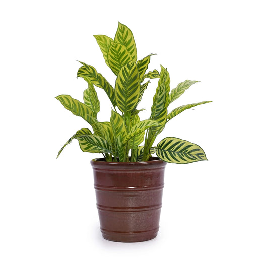 3 Pieces Ceramic Flowerpot, Modern Planter for Patio, Garden or Windowsills - Bean Paste Red Default -DTYStore