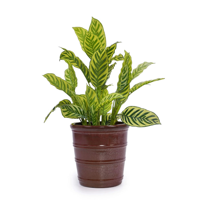 3 Pieces Ceramic Flowerpot, Modern Planter for Patio, Garden or Windowsills - Bean Paste Red Default -DTYStore