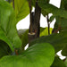 51' Artificial Fiddle Leaf Fig Tree With Pot Default -DTYStore