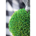 7x7x17' Faux Boxwood Topiary Sphere on Metal Spire Default -DTYStore
