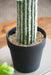 8x5x24.5'H Artificial Saguaro Cactus in Black Pot Default -DTYStore