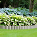 Corrugated Garden Edging 8 x 120 inch – Sturdy Metal Landscape Edging Strips for Lawns, Borders & Flower Beds – Strong Galvanized Iron with Rolled Edge Design, Easy Installation - DTYStore