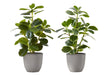 Artificial Plant, 14' Tall, Ficus, Indoor, Faux, Fake, Table, Greenery, Potted, Set Of 2, Decorative, Green Leaves, Grey Pots Default -DTYStore