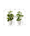 Artificial Plant, 14' Tall, Ficus, Indoor, Faux, Fake, Table, Greenery, Potted, Set Of 2, Decorative, Green Leaves, White Pots Default -DTYStore