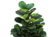Artificial Plant, 47' Tall, Fiddle Tree, Indoor, Faux, Fake, Floor, Greenery, Potted, Real Touch, Decorative, Green Leaves, Black Pot Default -DTYStore