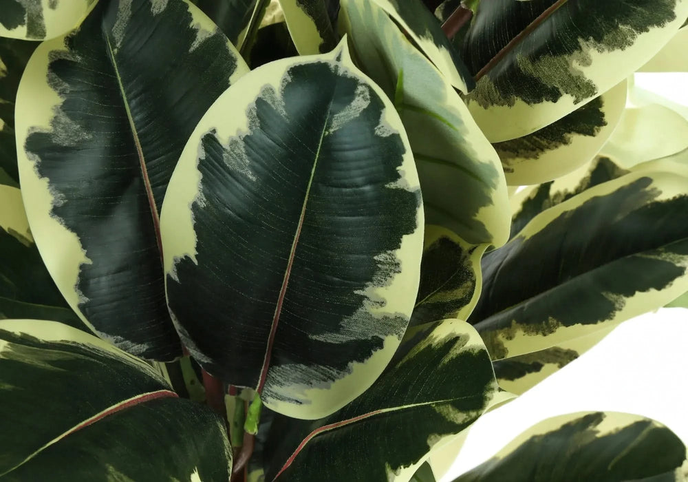 Artificial Plant, 47' Tall, Oak Tree, Indoor, Faux, Fake, Floor, Greenery, Potted, Real Touch, Decorative, Green Leaves, Black Pot Default -DTYStore