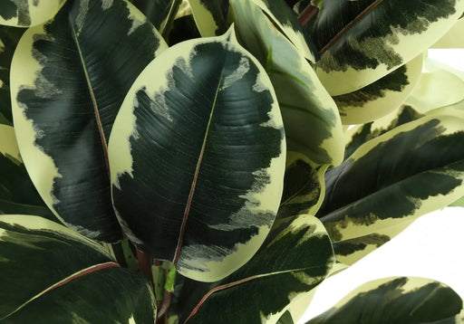 Artificial Plant, 47' Tall, Oak Tree, Indoor, Faux, Fake, Floor, Greenery, Potted, Real Touch, Decorative, Green Leaves, Black Pot Default -DTYStore