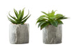 Artificial Plant, 6' Tall, Succulent, Indoor, Faux, Fake, Table, Greenery, Potted, Set Of 2, Decorative, Green Leaves, Grey Cement Pots Default -DTYStore
