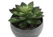 Artificial Plant, 6' Tall, Succulent, Indoor, Faux, Fake, Table, Greenery, Potted, Set Of 3, Decorative, Green Plants, Grey Cement Pots Default -DTYStore