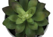 Artificial Plant, 6' Tall, Succulent, Indoor, Faux, Fake, Table, Greenery, Potted, Set Of 3, Decorative, Green Plants, Grey Cement Pots Default -DTYStore