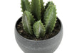 Artificial Plant, 6' Tall, Succulent, Indoor, Faux, Fake, Table, Greenery, Potted, Set Of 3, Decorative, Green Plants, Grey Cement Pots Default -DTYStore