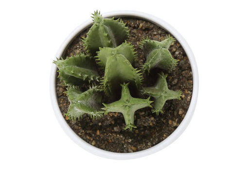 Artificial Plant, 6' Tall, Succulent, Indoor, Faux, Fake, Table, Greenery, Potted, Set Of 3, Decorative, Green Plants, White Pots Default -DTYStore