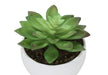 Artificial Plant, 6' Tall, Succulent, Indoor, Faux, Fake, Table, Greenery, Potted, Set Of 3, Decorative, Green Plants, White Pots Default -DTYStore
