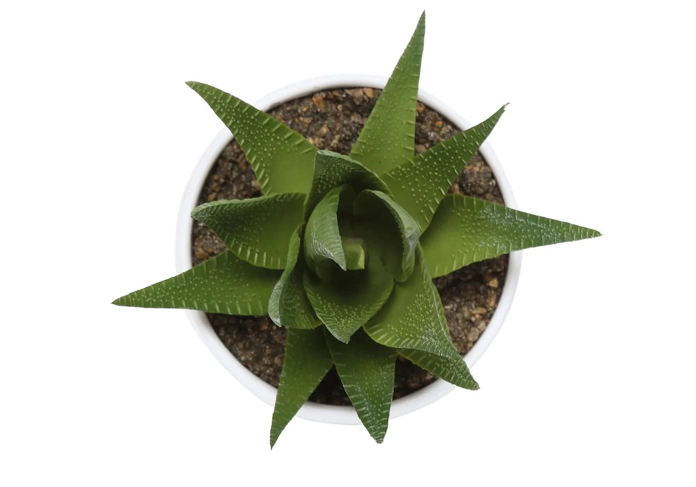 Artificial Plant, 6' Tall, Succulent, Indoor, Faux, Fake, Table, Greenery, Potted, Set Of 3, Decorative, Green Plants, White Pots Default -DTYStore