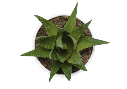 Artificial Plant, 6' Tall, Succulent, Indoor, Faux, Fake, Table, Greenery, Potted, Set Of 3, Decorative, Green Plants, White Pots Default -DTYStore