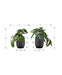 Artificial Plant, 8' Tall, Alocasia, Indoor, Faux, Fake, Table, Greenery, Potted, Set Of 2, Decorative, Green Leaves, Black Cement Pots Default -DTYStore