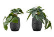 Artificial Plant, 8' Tall, Alocasia, Indoor, Faux, Fake, Table, Greenery, Potted, Set Of 2, Decorative, Green Leaves, Black Cement Pots Default -DTYStore