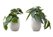 Artificial Plant, 8' Tall, Alocasia, Indoor, Faux, Fake, Table, Greenery, Potted, Set Of 2, Decorative, Green Leaves, White Cement Pots Default -DTYStore