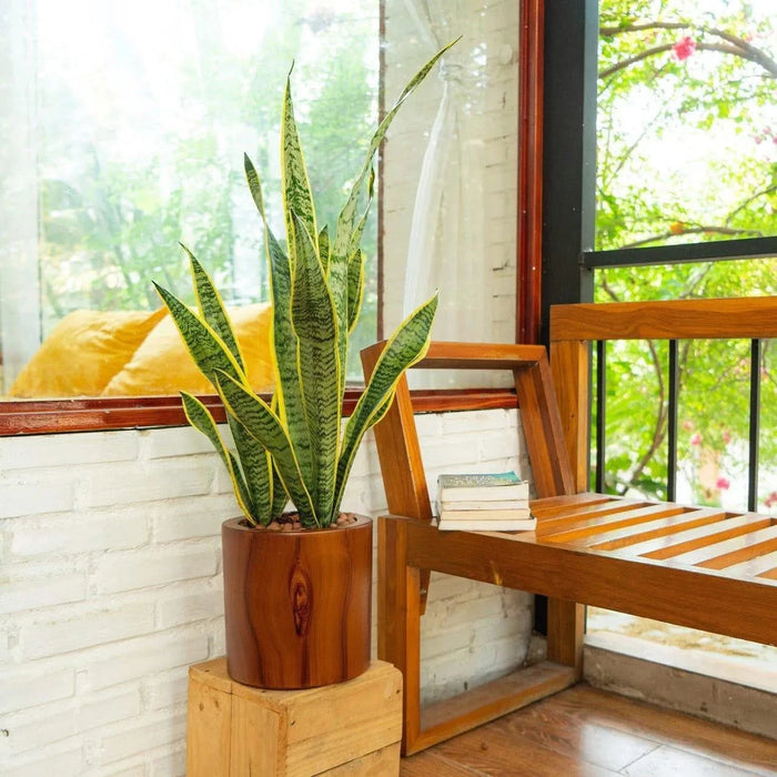 CATLEZA Round Planter -DTYStore