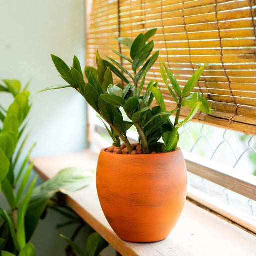 CATLEZA Round Planter -DTYStore