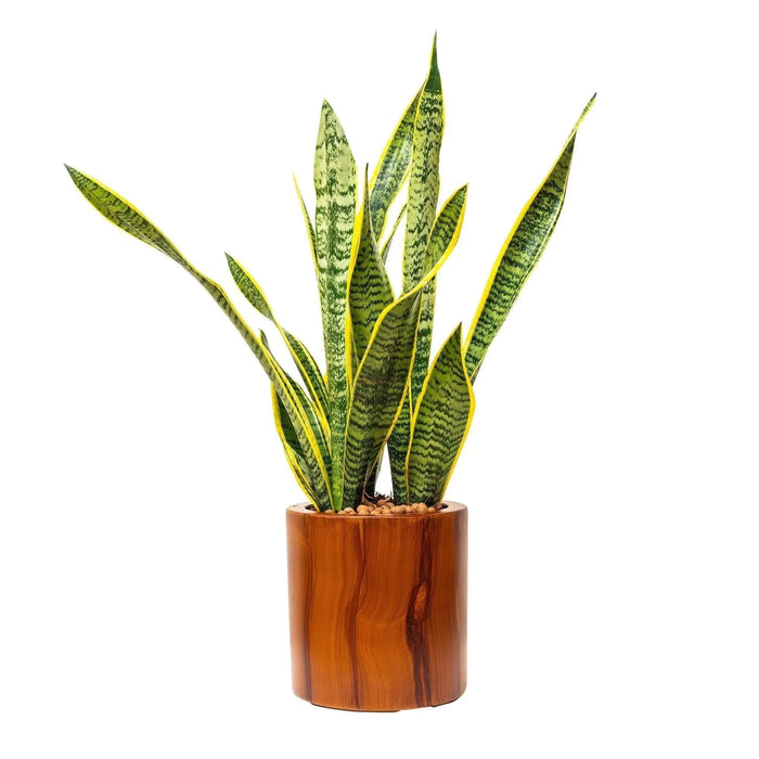 CATLEZA Round Planter Cylinder Imitation Wood -DTYStore