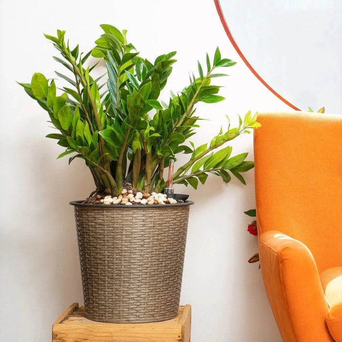 CATLEZA Round Wicker Planter -DTYStore