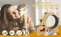 Cat Wheel 6-in-1 Cat Exercise Wheel,Upgraded Cat Wheel Exerciser for Indoor Cats,Large Cat Treadmill,Cat Running Wheel with Silent Wheel,Cat Walking Wheel Cat Furniture Cat Toys - DTY Store
