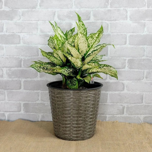 Catleza 10.2" Self-watering Wicker Decor Planter for Indoor and Outdoor - Round Gray -DTYStore