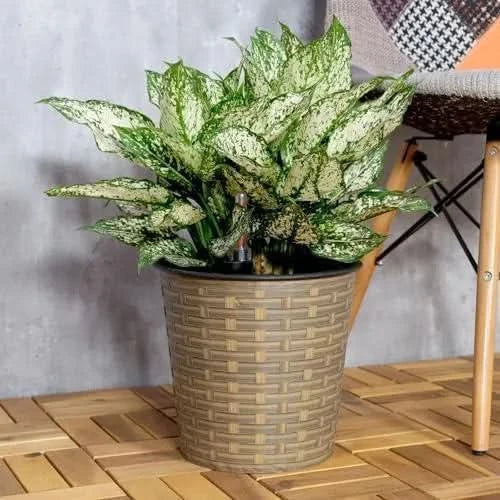 Catleza 13.4" Self-watering Wicker Decor Planter for Indoor and Outdoor - Round - Natural -DTYStore
