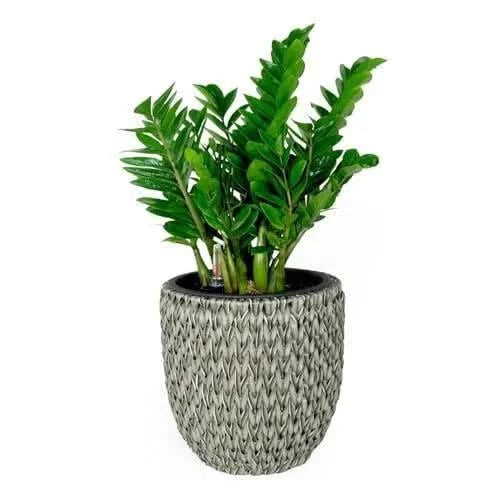 Catleza Self-watering Wicker Planter - Garden Decoration Pot - Round 14.6" Gray -DTYStore