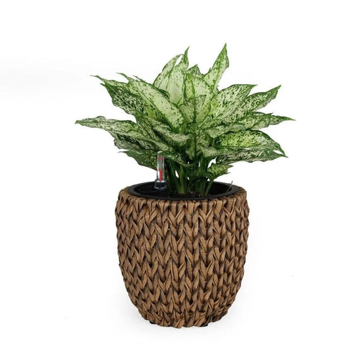 Catleza Self-watering Wicker Planter - Garden Decoration Pot - Round 10.6" Dark Brown -DTYStore
