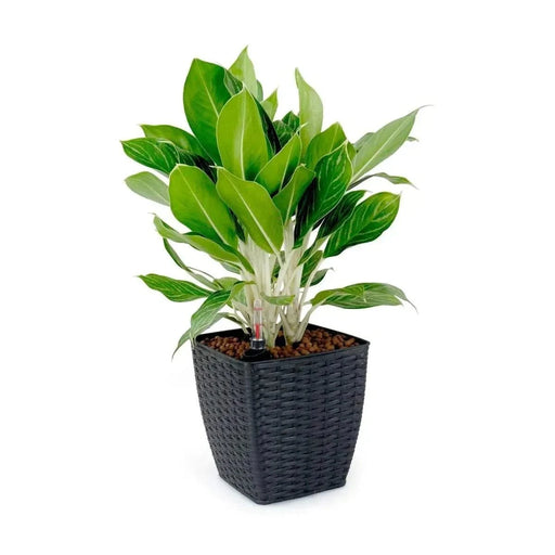 DTY Signature 2-Pack Self-watering Planter - Hand Woven Wicker - Thin Square Espresso -DTYStore