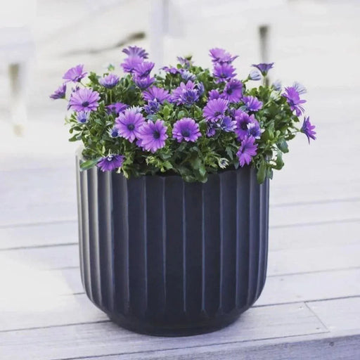 DTY Signature Mount Shavano 1-piece Fluted Fiberstone Planter White -DTYStore