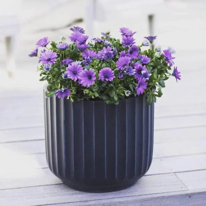 DTY Signature Mount Shavano 1-piece Fluted Fiberstone Planter White -DTYStore