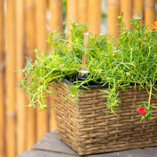 DTY Signature Set of 2 CATLEZA Rectangular Wicker Planters -DTYStore