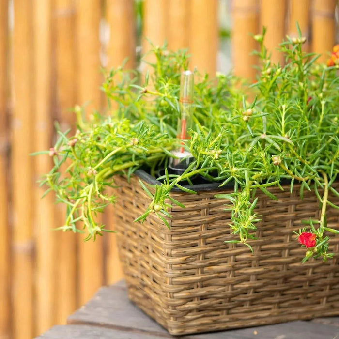 DTY Signature Set of 2 CATLEZA Rectangular Wicker Planters -DTYStore