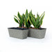 DTY Signature Set of 2 CATLEZA Rectangular Wicker Planters -DTYStore