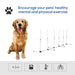 PawHut Adjustable Dog Agility Training Obstacle Set with Weaves Poles and Storage Bag - DTY Store