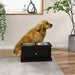 PawHut Large Elevated Dog Bowls with Storage Drawer Containing 11L Capacity, Raised Dog Bowl Stand Pet Food Bowl Dog Feeding Station, Black - DTY Store