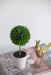 S/3 D3.5x9.5' Mini Faux Topiaries in Cream Pot Default -DTYStore